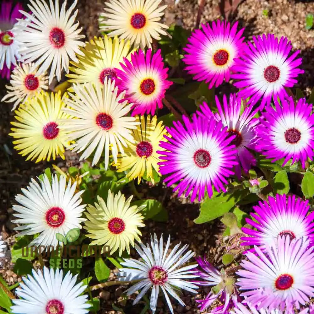 Mesembryanthemum Sunshine Mix Seeds For Vibrant Gardening: Perfect Creating A Colorful And