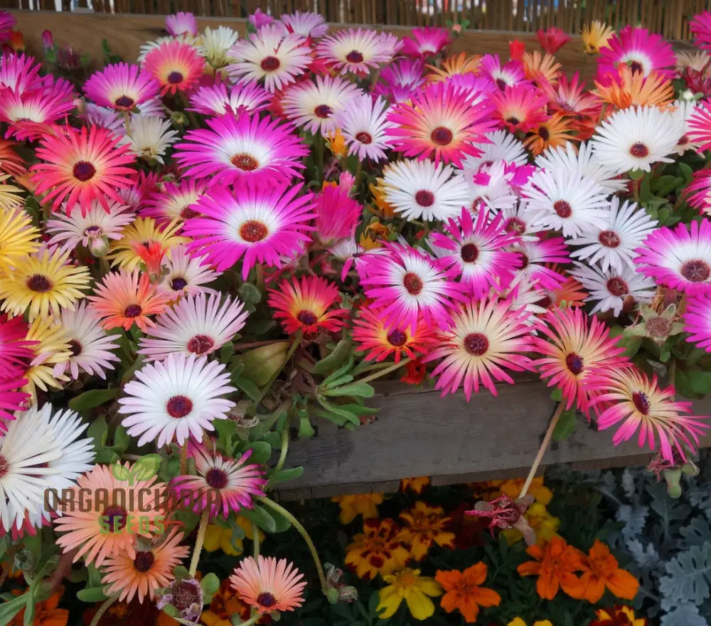 Mesembryanthemum Sunshine Mix Seeds For Vibrant Gardening: Perfect Creating A Colorful And