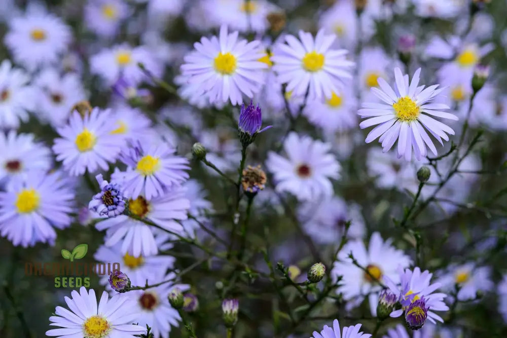 Mesembryanthemum Sunshine Mix Seeds For Vibrant Gardening: Perfect Creating A Colorful And