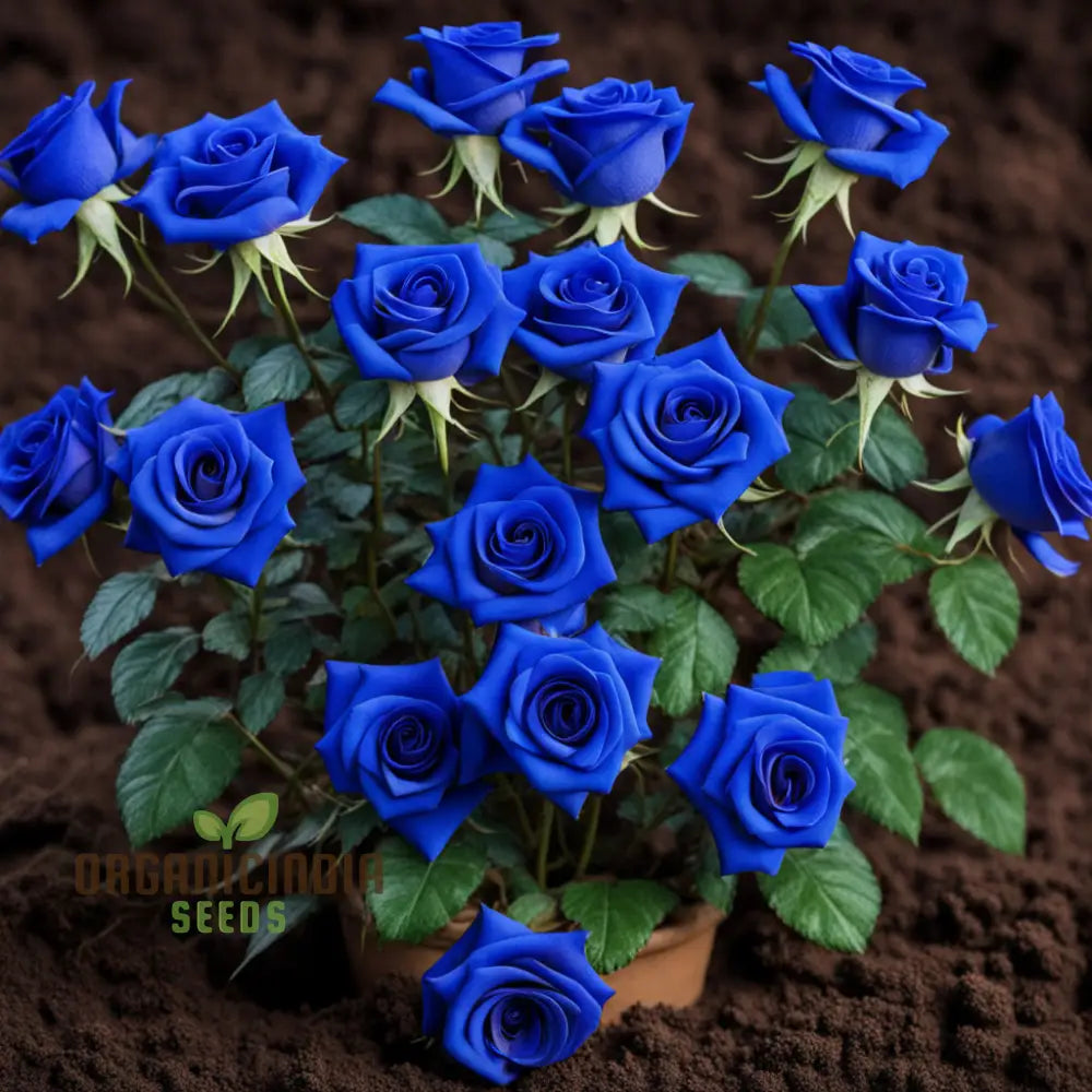 Mesmerizing Elegance: Blue Midnight Rose Seed Assortment - Enchant Your Garden Annuals