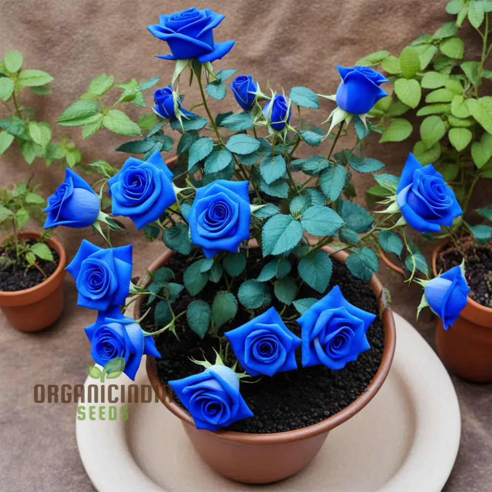 Mesmerizing Elegance: Blue Midnight Rose Seed Assortment - Enchant Your Garden Annuals