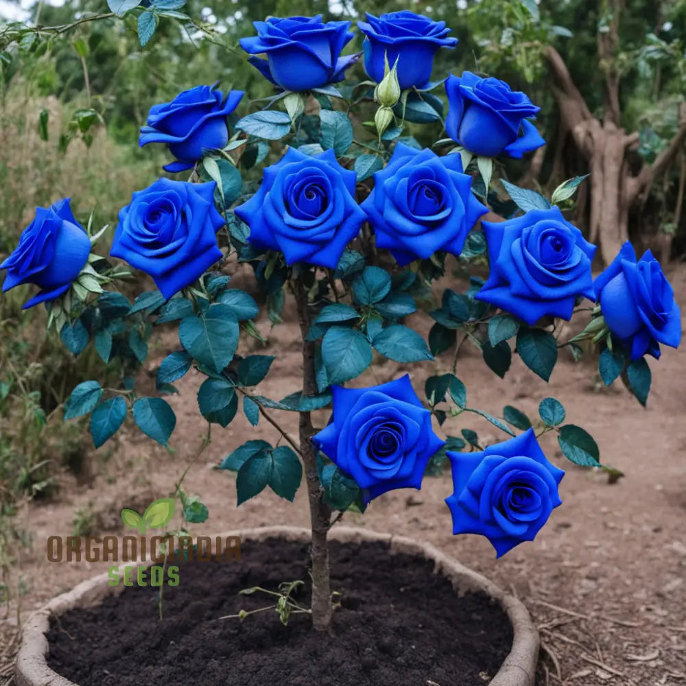 Mesmerizing Elegance: Blue Midnight Rose Seed Assortment - Enchant Your Garden Annuals