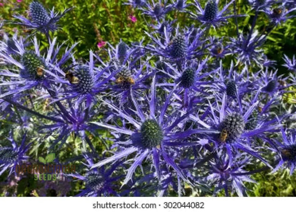 Metal Blue Flower Seeds For Planting - Beautiful Blooms (100 Pcs) Seeds