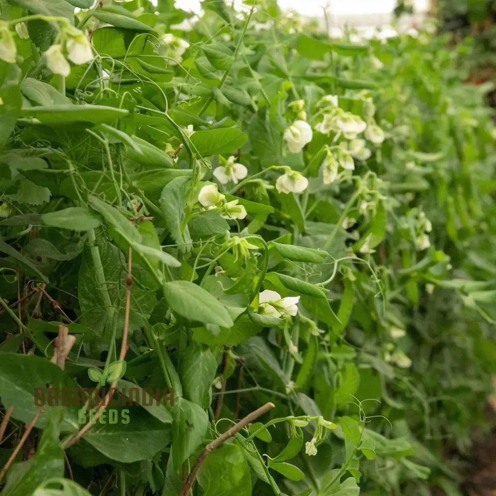 Meteor Pea Vegetable Seeds Heirloom Snow Variety For Home Gardening High Germination Rate Easy To