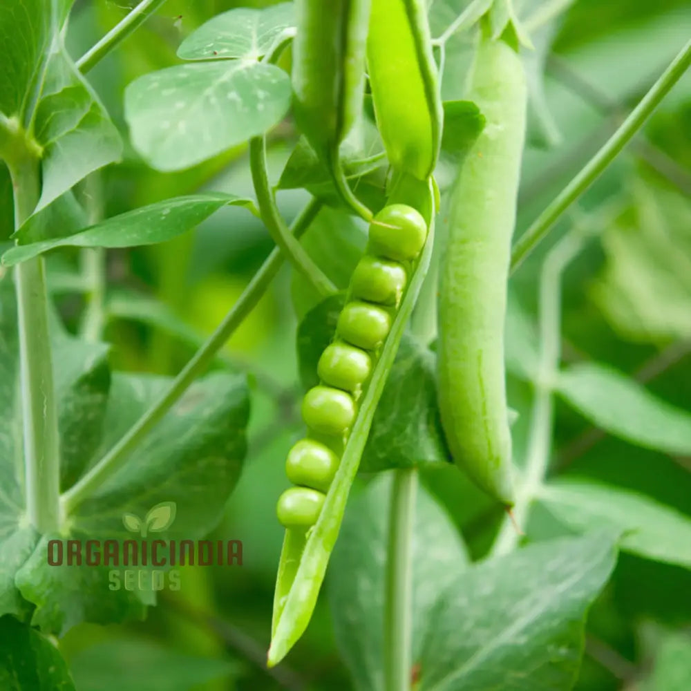 Meteor Pea Vegetable Seeds Heirloom Snow Variety For Home Gardening High Germination Rate Easy To