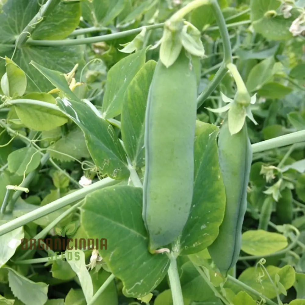 Meteor Pea Vegetable Seeds Heirloom Snow Variety For Home Gardening High Germination Rate Easy To