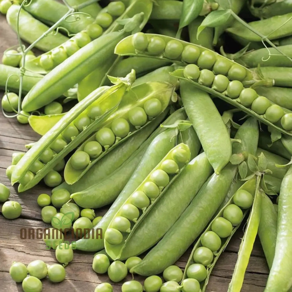 Meteor Pea Vegetable Seeds Heirloom Snow Variety For Home Gardening High Germination Rate Easy To