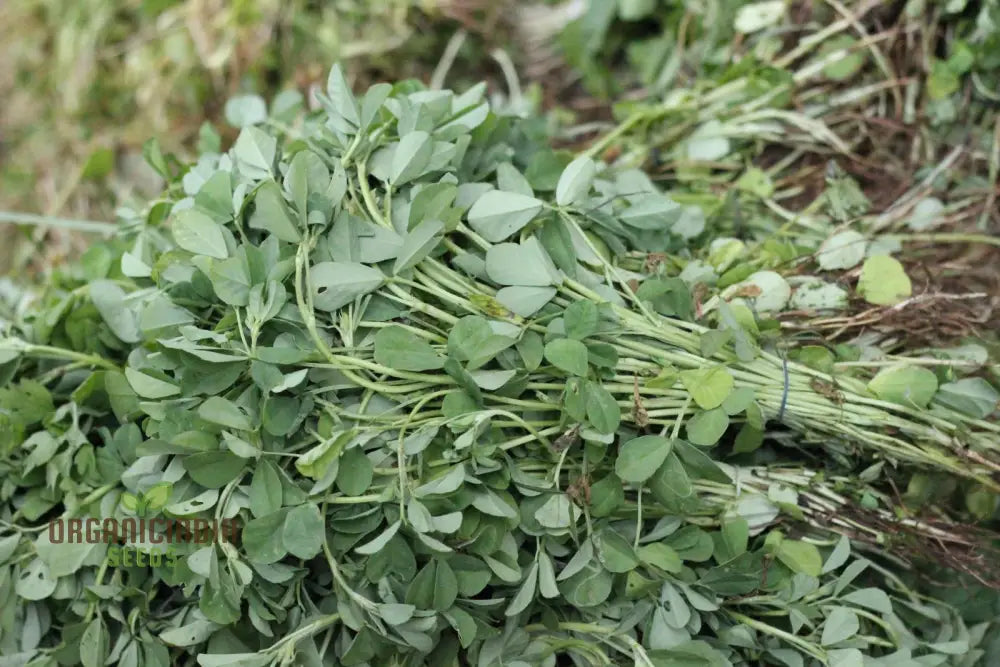 Methi (Fenugreek) Seeds For Gardening – Ideal Homegrown