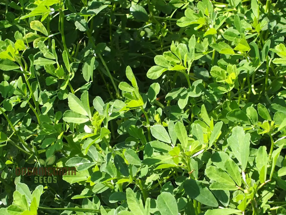 Methi (Fenugreek) Seeds For Gardening – Ideal Homegrown