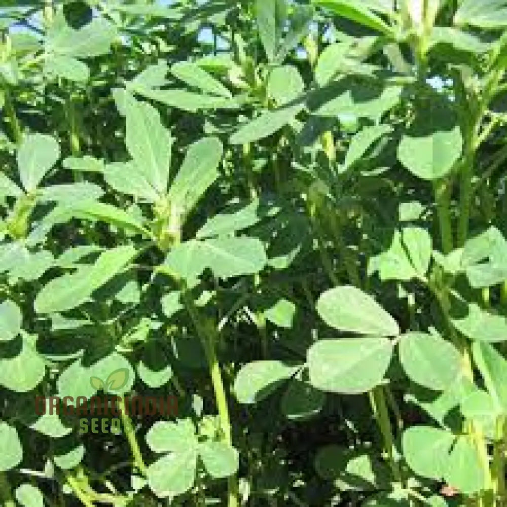 Methi (Fenugreek) Seeds For Gardening – Ideal Homegrown