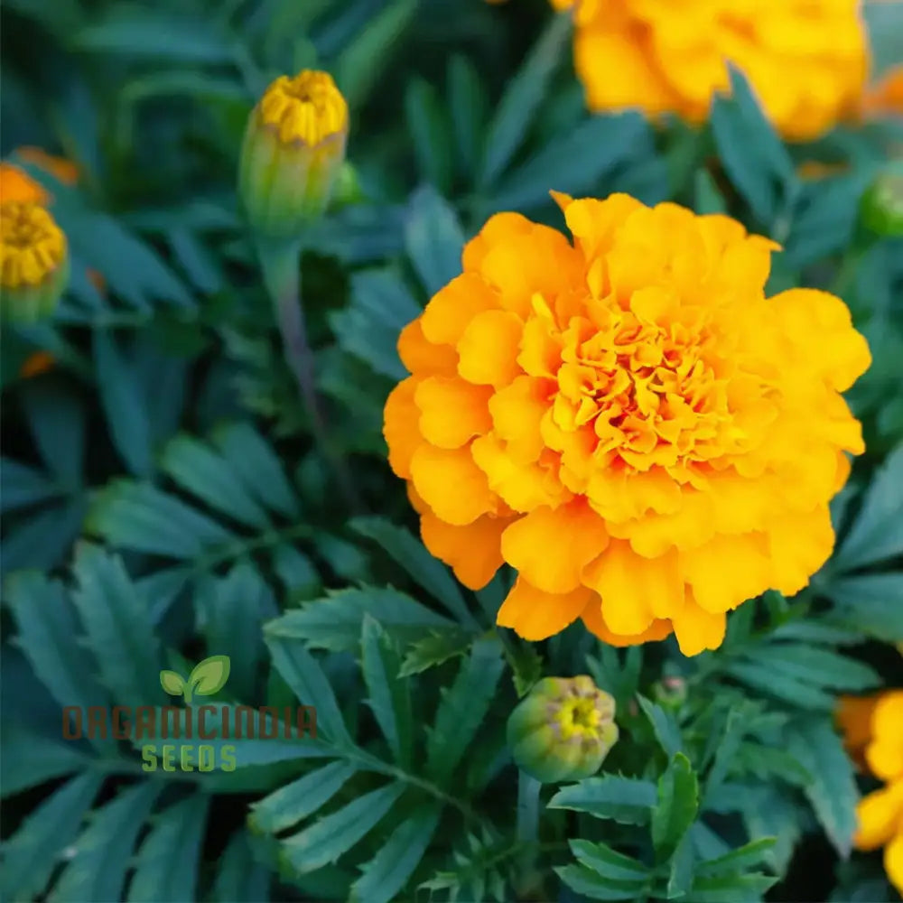 Mexican Golden Yellow Color Marigold Flower Seeds - Radiant Blooms For Your Garden Oasis Premium