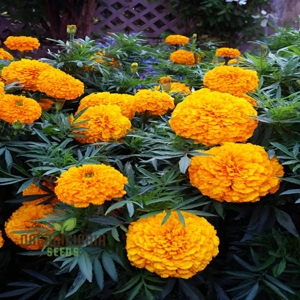 Mexican Golden Yellow Color Marigold Flower Seeds - Radiant Blooms For Your Garden Oasis Premium