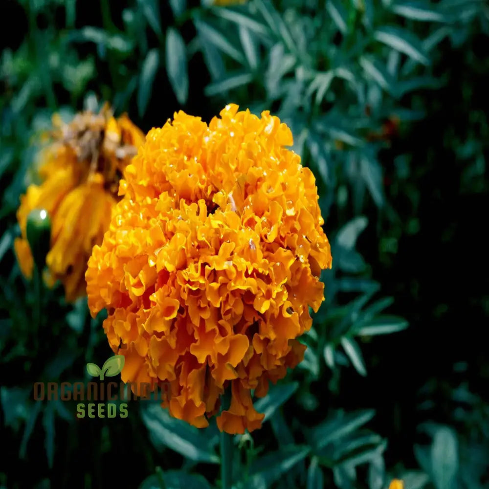 Mexican Golden Yellow Color Marigold Flower Seeds - Radiant Blooms For Your Garden Oasis Premium