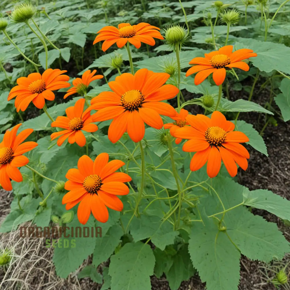 Mexican Sunflower Orange Flower Seeds Vibrant And Hardy Blooms For Eye-Catching Gardens Annuals