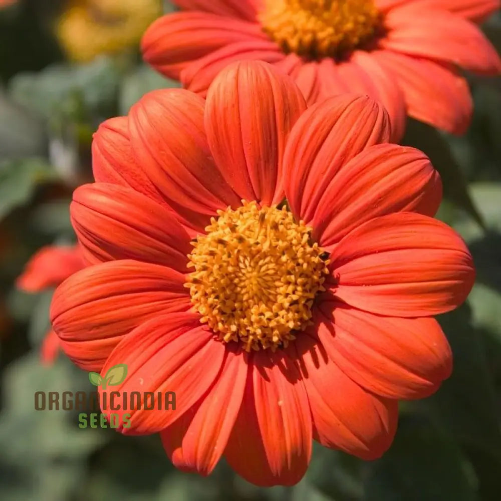 Mexican Sunflower Orange Flower Seeds Vibrant And Hardy Blooms For Eye-Catching Gardens Annuals