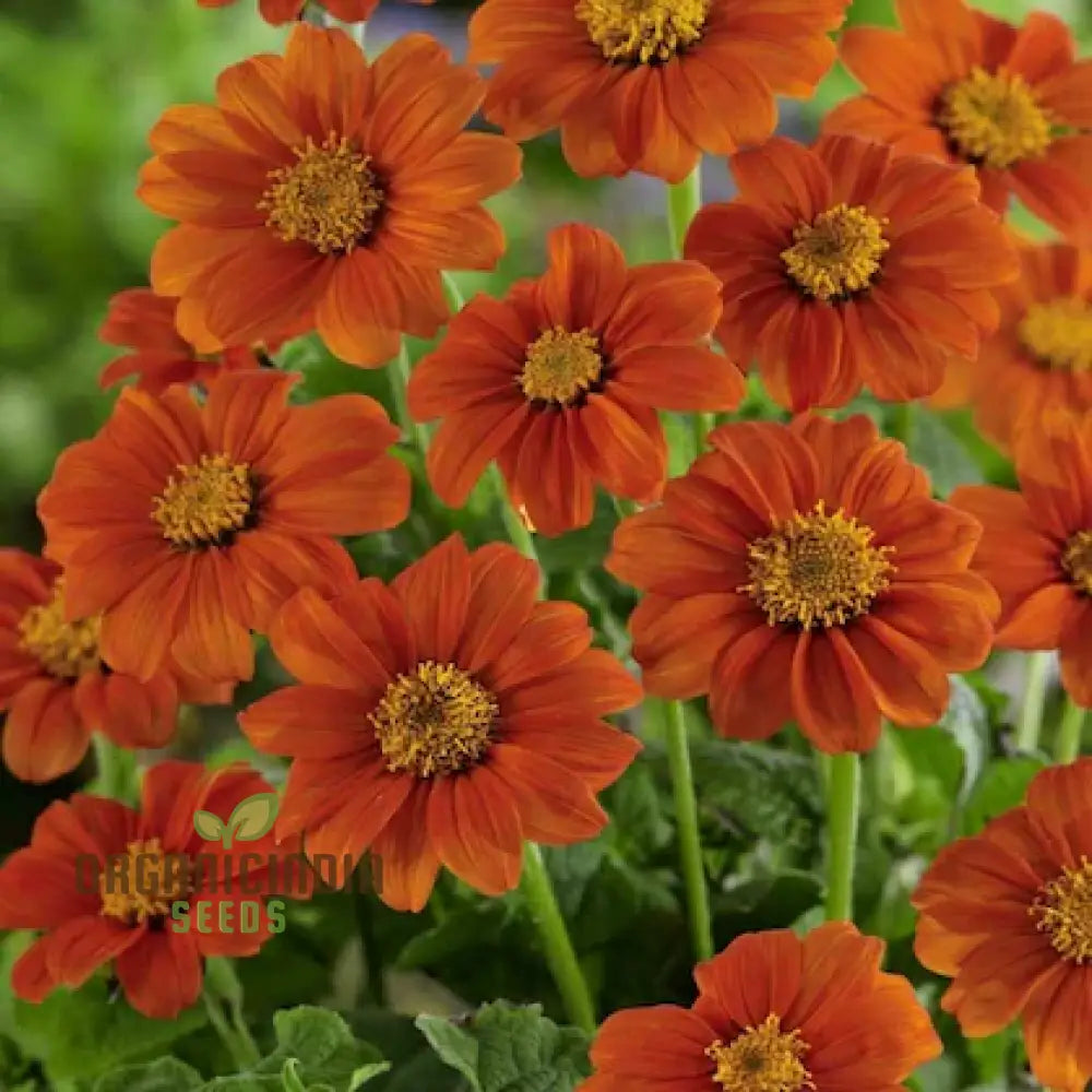 Mexican Sunflower Orange Flower Seeds Vibrant And Hardy Blooms For Eye-Catching Gardens Annuals