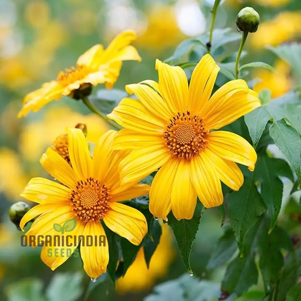 Mexican Sunflower Seeds - Mix A Vibrant Collection Of Colorful Sunflowers For Your Garden