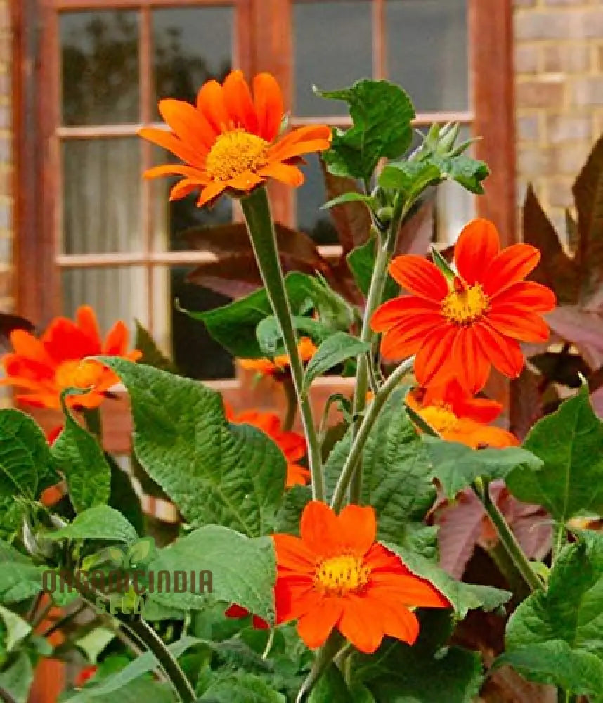 Mexican Sunflower Seeds - Mix A Vibrant Collection Of Colorful Sunflowers For Your Garden