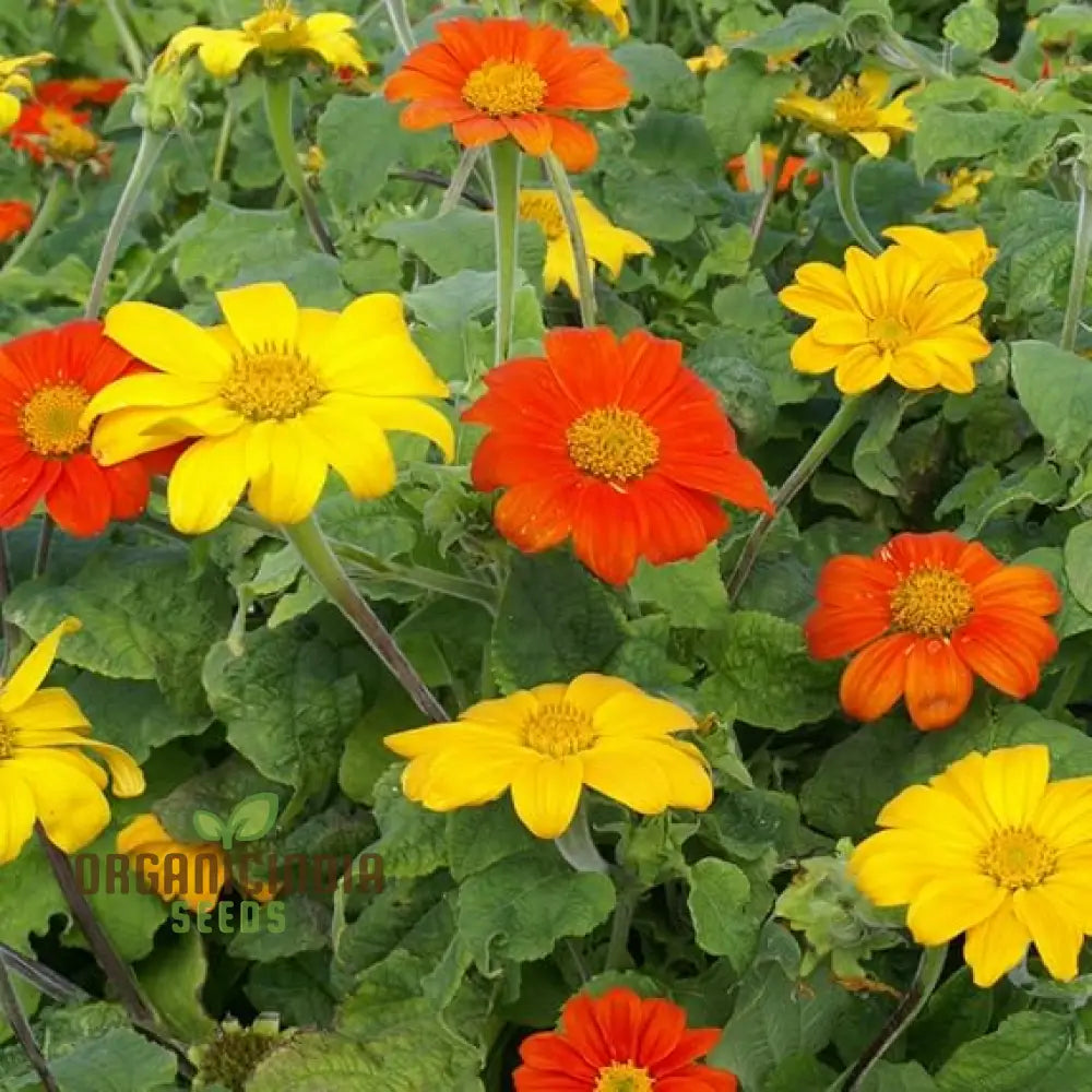 Mexican Sunflower Seeds - Mix A Vibrant Collection Of Colorful Sunflowers For Your Garden