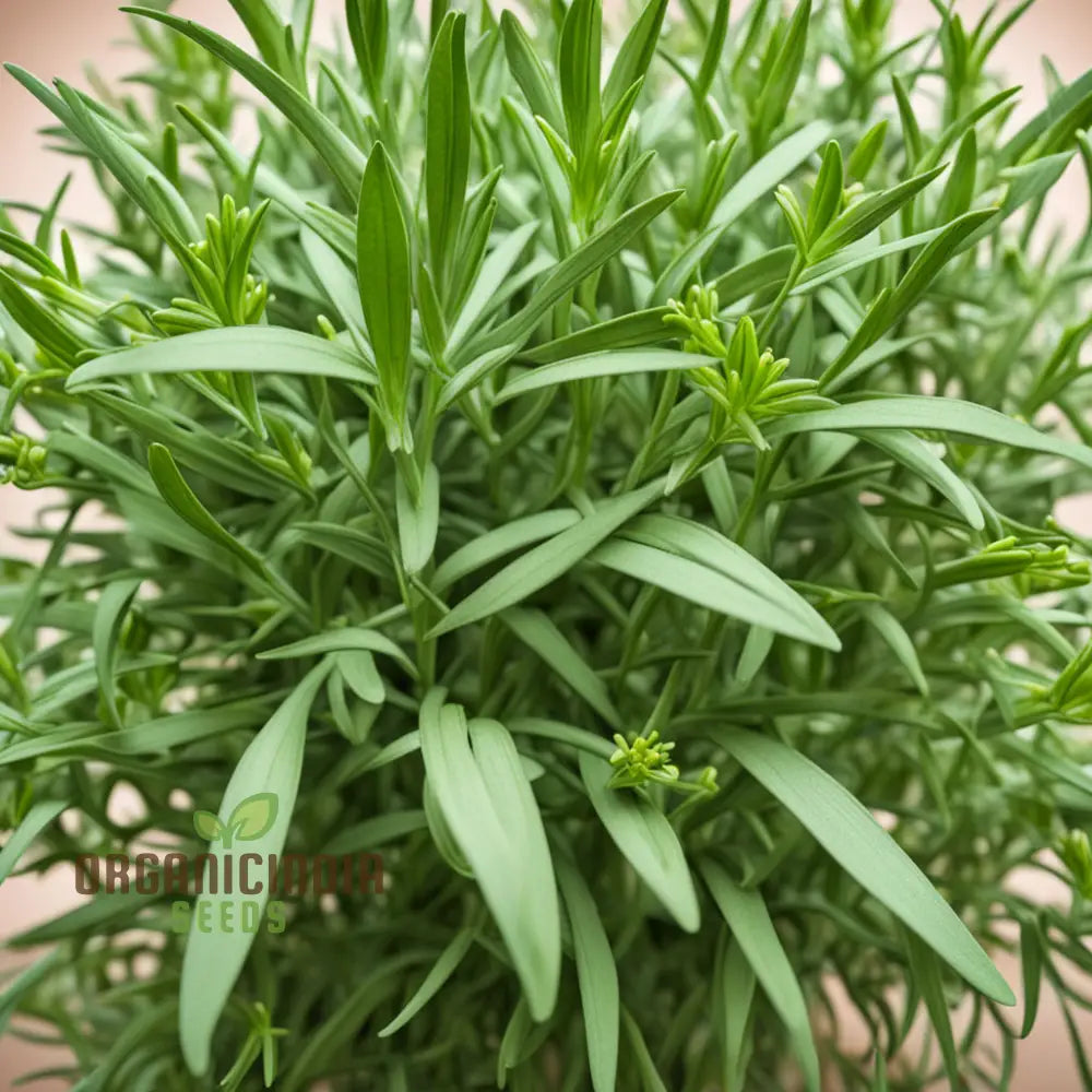 Mexican Tarragon Gardening Seeds Grow Your Own Flavorful Herb Garden High-Quality Easy To Varieties