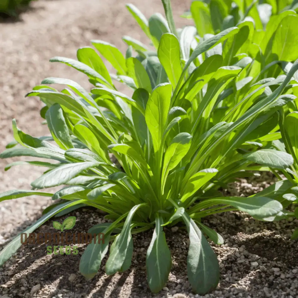 Mibuna Seeds – Elevate Your Gardening With Nutrient-Rich Easy-To-Grow Vegetables For A Bountiful