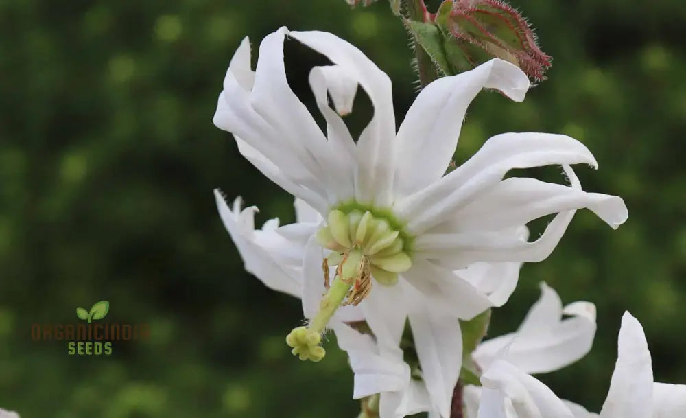 Michauxia Campanuloides Flower Seeds For Planting Stunning Bell-Shaped Blooms Beautiful Perennials