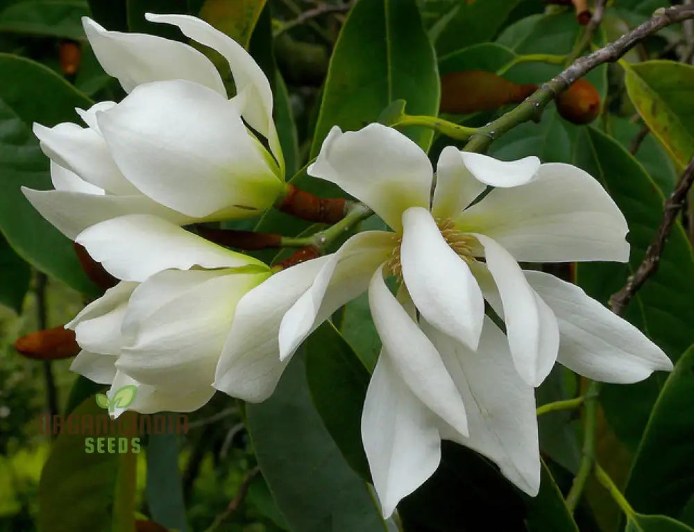 Michelia Excelsa Seeds For Planting Premium Quality Gardening Grow Magnificent Evergreen With