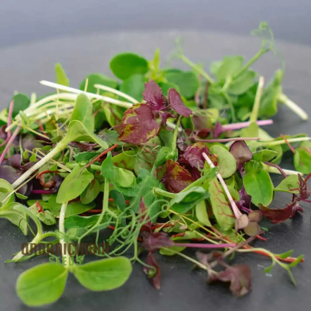 Microgreen Rainbow Blend Seeds - Planting Kit For Vibrant Home Gardening