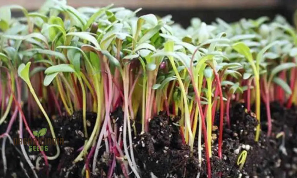 Microgreen Rainbow Blend Seeds - Planting Kit For Vibrant Home Gardening