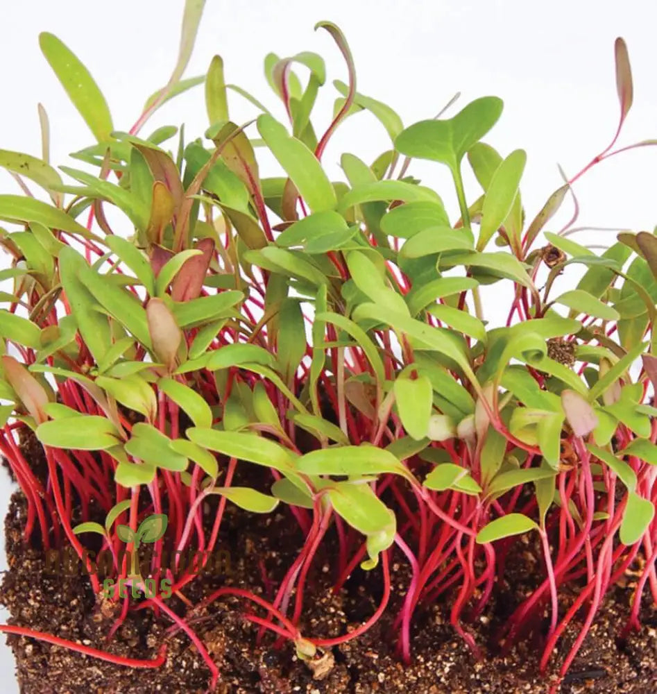 Microgreen Rainbow Blend Seeds - Planting Kit For Vibrant Home Gardening