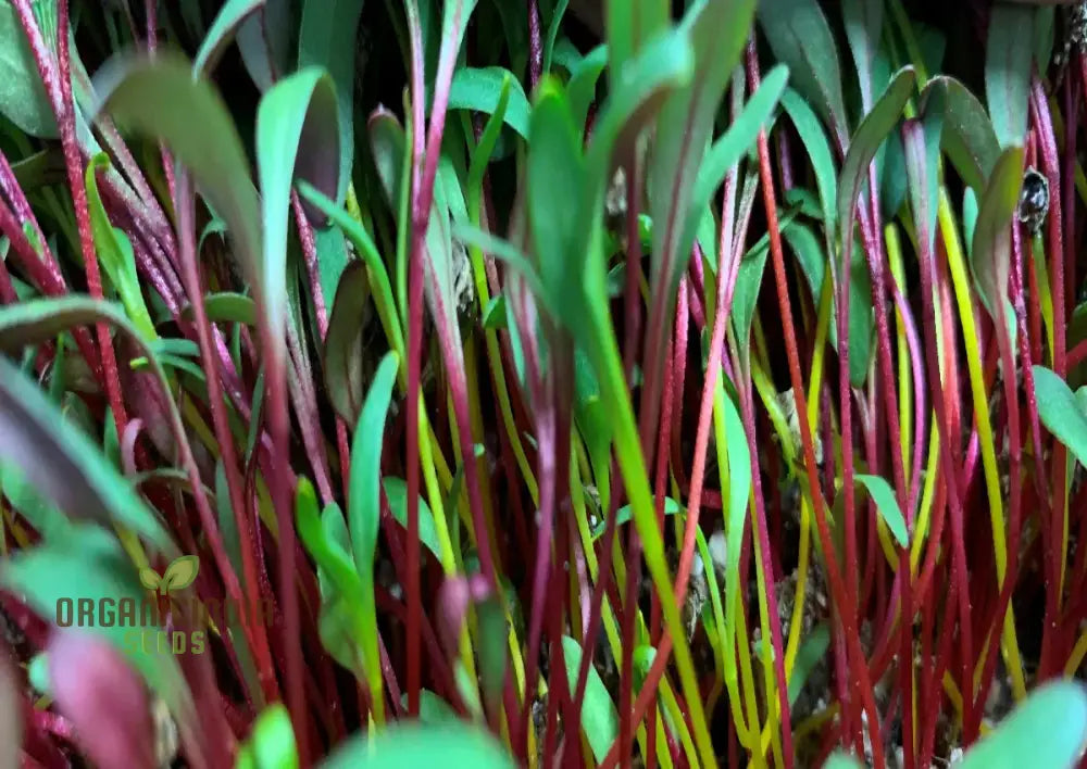 Microgreen Rainbow Blend Seeds - Planting Kit For Vibrant Home Gardening