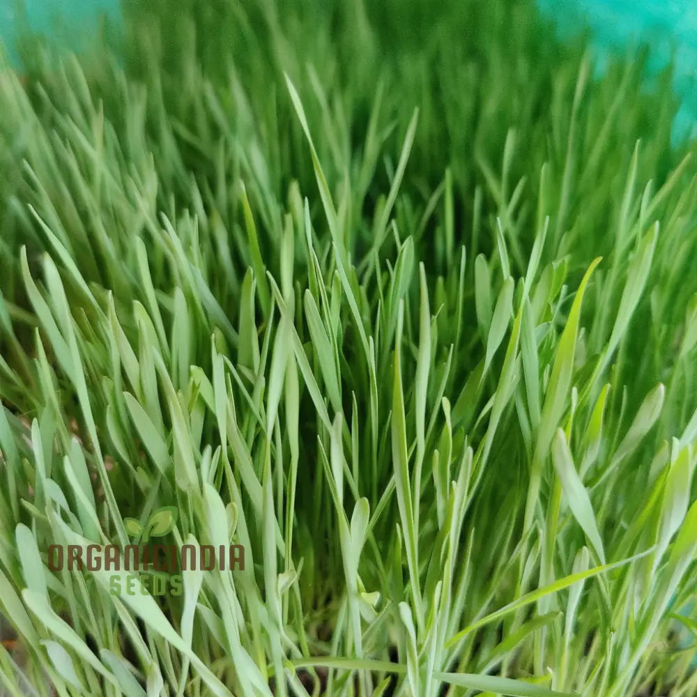 Microgreen Wheat Grass Seeds - Fast Growing Nutrient-Rich Perfect For Indoor Gardens Herb