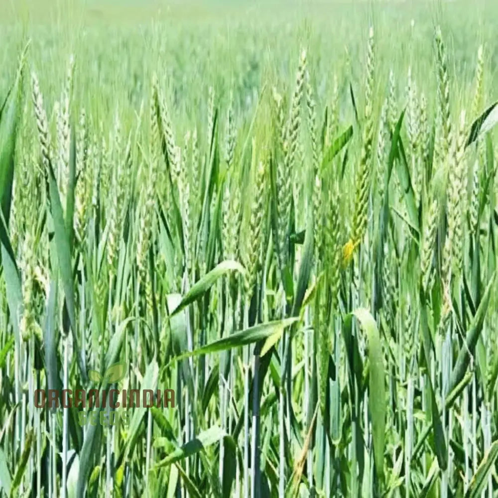 Microgreen Wheat Grass Seeds - Fast Growing Nutrient-Rich Perfect For Indoor Gardens Herb