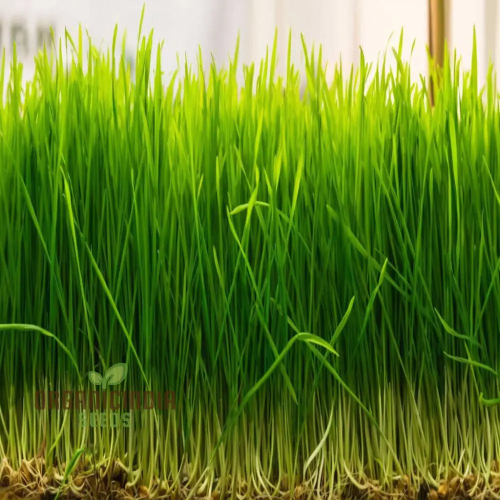 Microgreen Wheat Grass Seeds - Fast Growing Nutrient-Rich Perfect For Indoor Gardens Herb