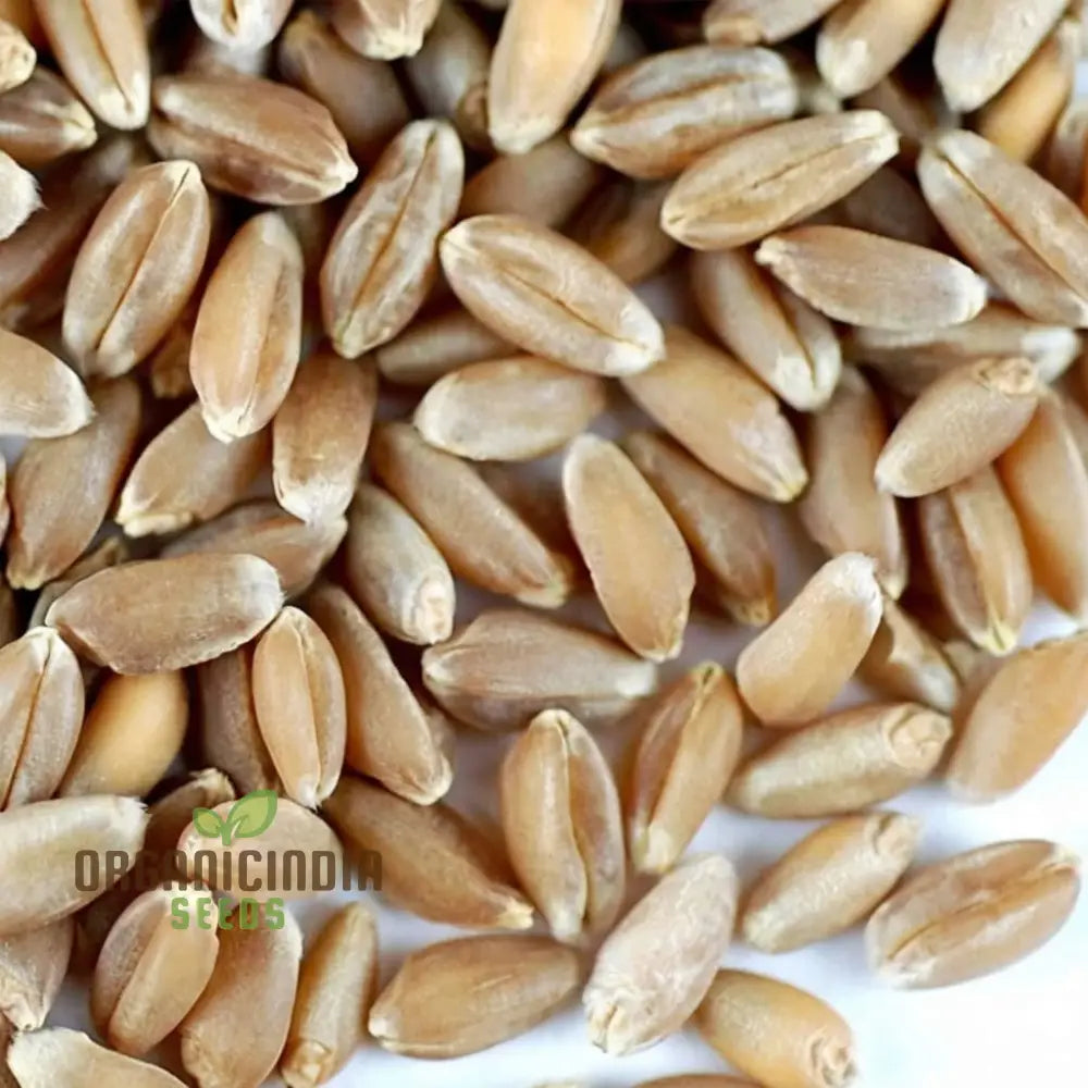 Microgreen Wheat Grass Seeds - Fast Growing Nutrient-Rich Perfect For Indoor Gardens Herb