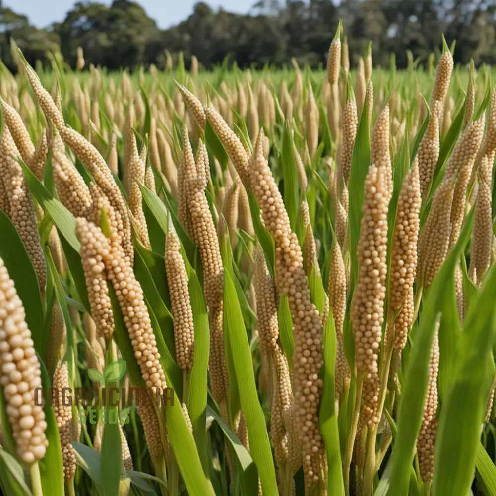 Millet Mastery Honoring Vegetable Seeds Japanese Cuisine With Nutritious Grains