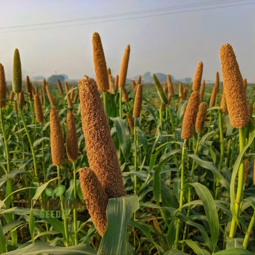 Millet Seeds Innovative Recipes Showcasing The Nutritional Power Of Grains