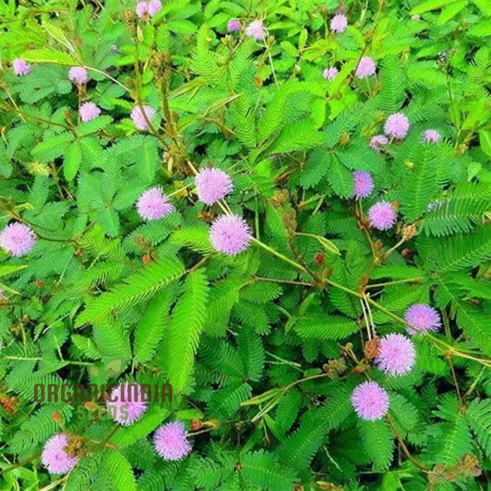 Mimosa Pudica Flower Seeds A Comprehensive Guide To Planting And Gardening For Delicate Blooms