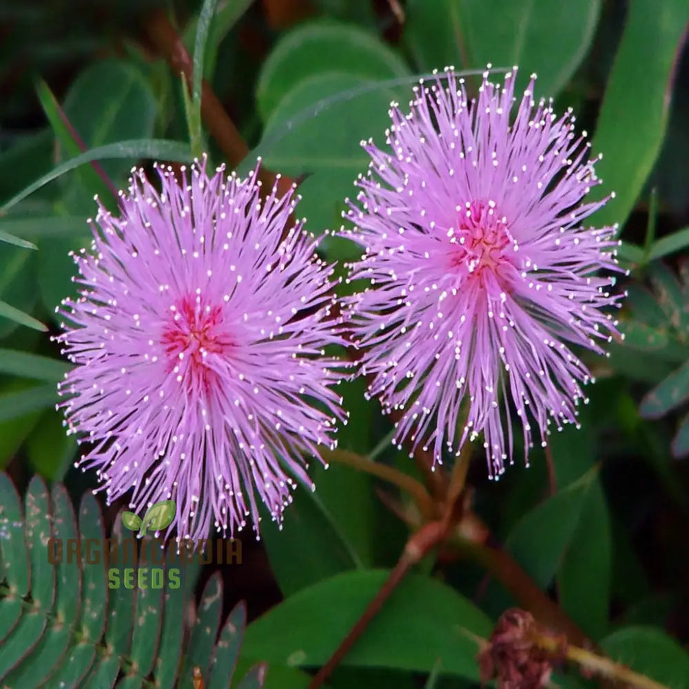 Mimosa Pudica Flower Seeds A Comprehensive Guide To Planting And Gardening For Delicate Blooms