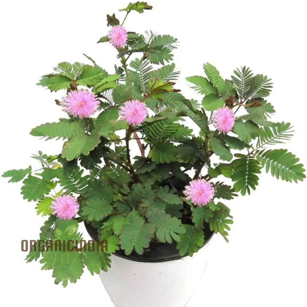 Mimosa Pudica Flower Seeds A Comprehensive Guide To Planting And Gardening For Delicate Blooms