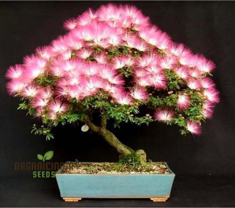 Mimosa Silk Seeds (Albizia Julibrissin) Flower For Stunning Blooms Ideal Planting & Gardening