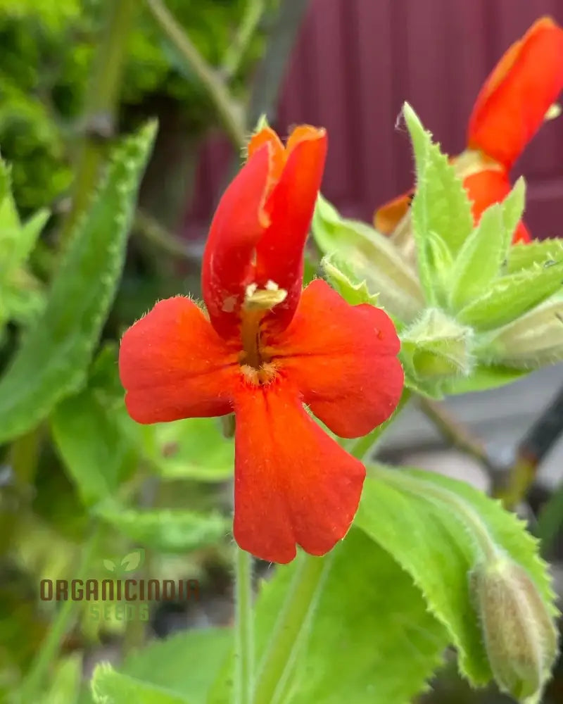 Mimulus Cardinalis Flower Seeds For Planting Premium Vibrant Gardening Ideal Garden Seeds