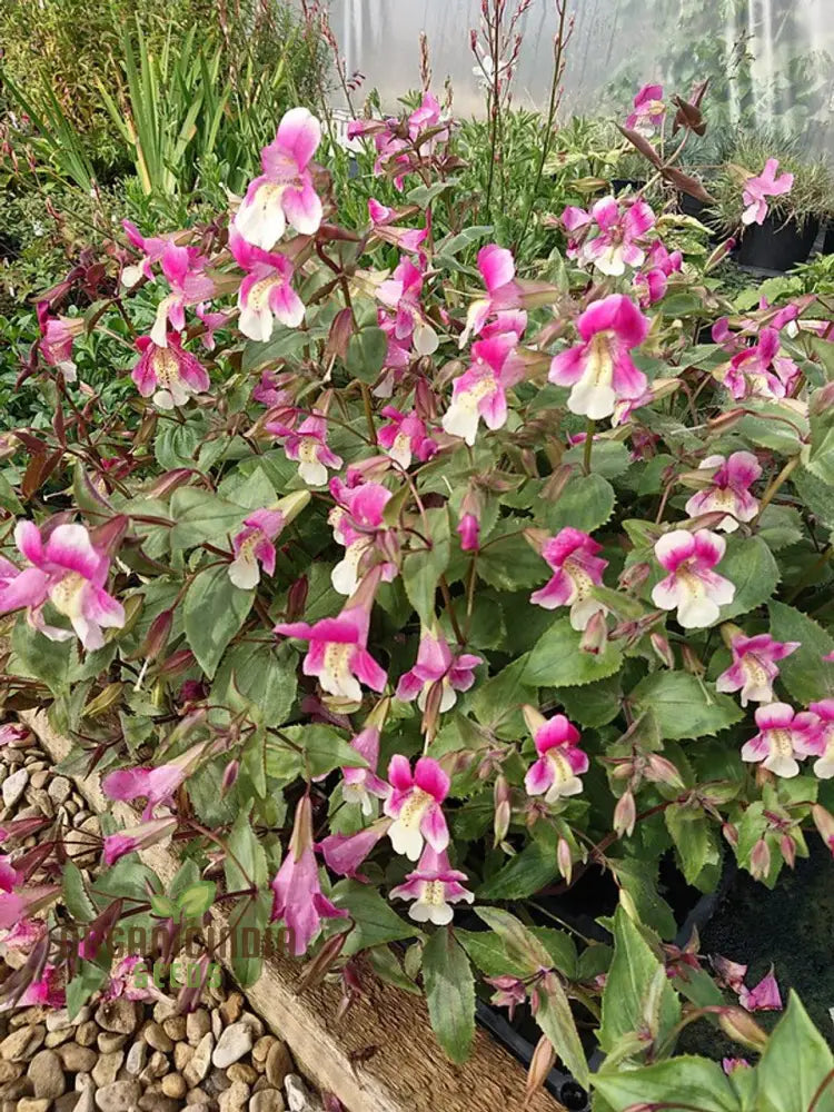 Mimulus Naiadandus Flower Seeds For Planting Rare Vibrant Garden Beautiful Blooms Seeds