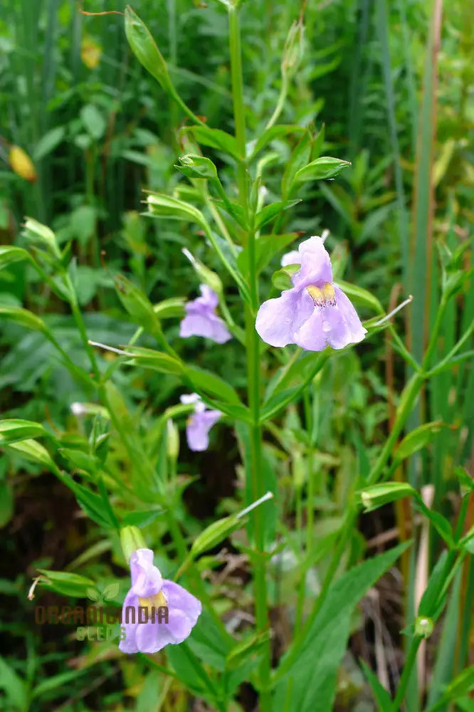 Mimulus Ringens Flower Seeds For Planting Vibrant Wildflower Garden Seeds