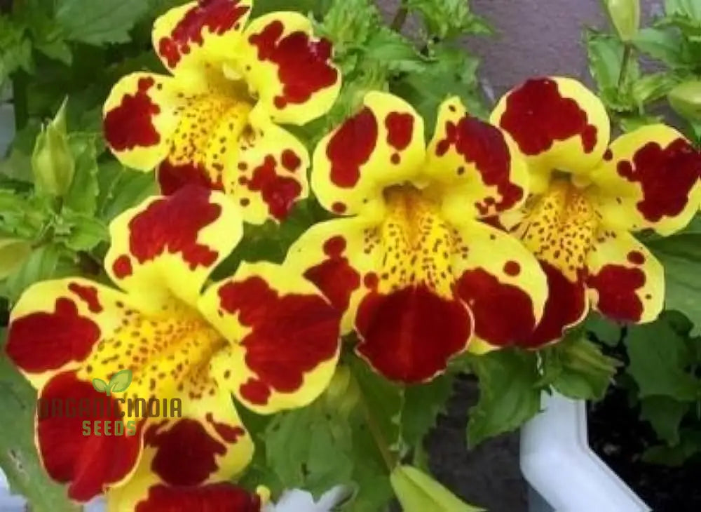 Mimulus Tigrinus Seeds For Vibrant Gardening Enthusiasts | Rare Plant Variety Your Blossoming Garden