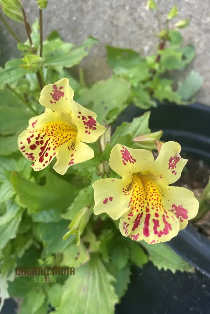 Mimulus Tigrinus Seeds For Vibrant Gardening Enthusiasts | Rare Plant Variety Your Blossoming Garden