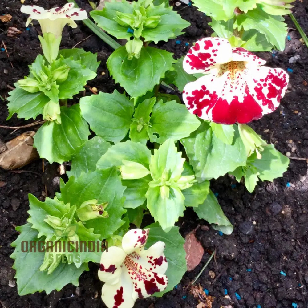 Mimulus Tigrinus Seeds For Vibrant Gardening Enthusiasts | Rare Plant Variety Your Blossoming Garden