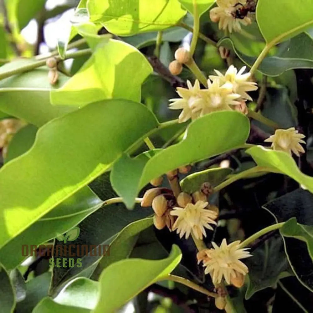 Mimusops Elengi Tree Seeds Comprehensive Planting And Gardening Guide For Lush Fragrant Trees