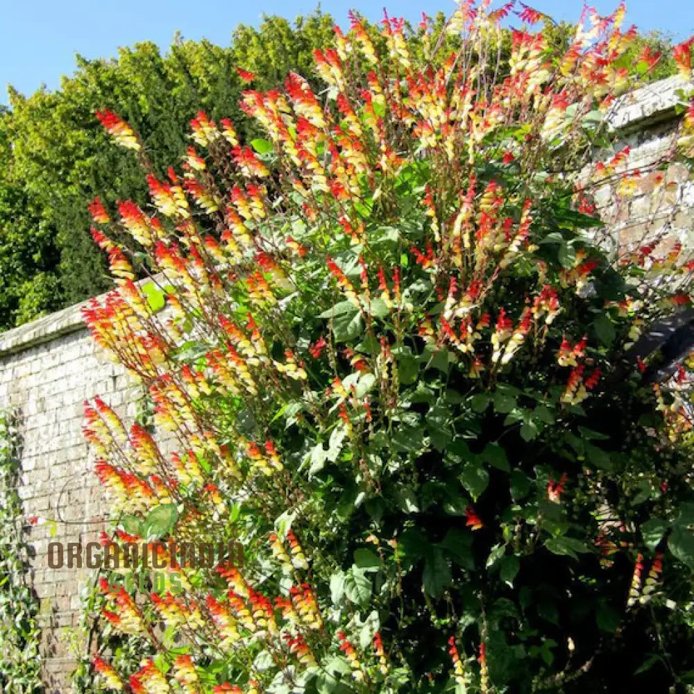 Mina Lobata Flower Seeds Planting Tips And Gardening Insights For A Stunning Garden Display