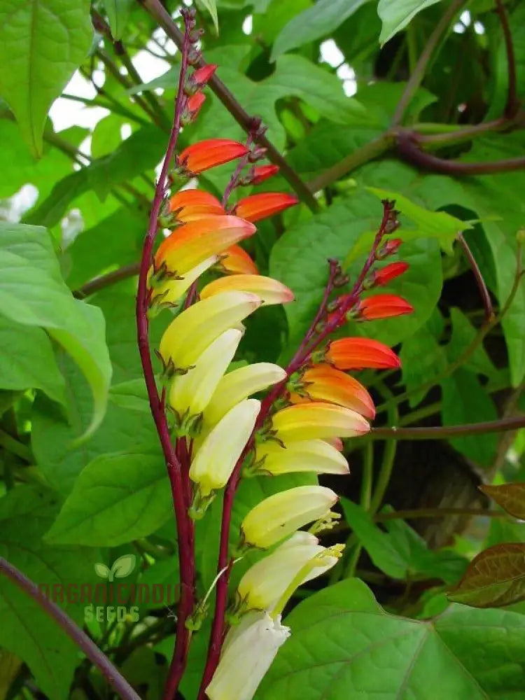 Mina Lobata Flower Seeds Planting Tips And Gardening Insights For A Stunning Garden Display